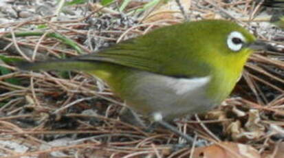 Zostérops à dos vert