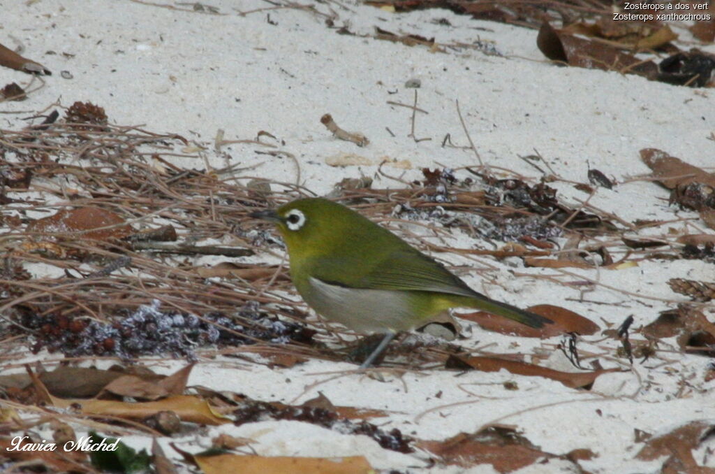 Green-backed White-eyeadult, identification