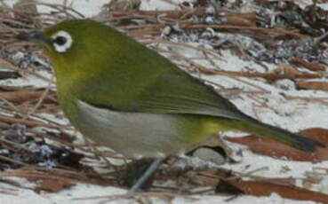 Zostérops à dos vert