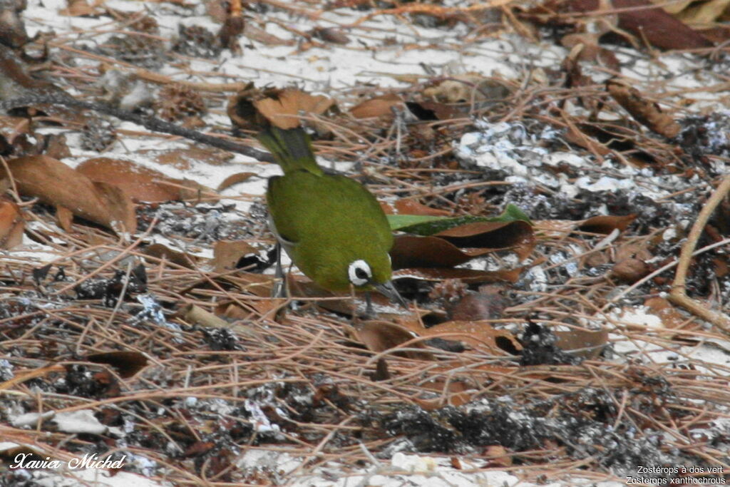 Green-backed White-eyeadult