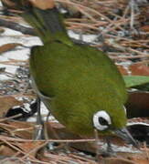 Green-backed White-eye