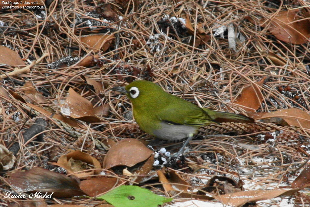 Green-backed White-eyeadult, identification