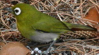 Green-backed White-eye