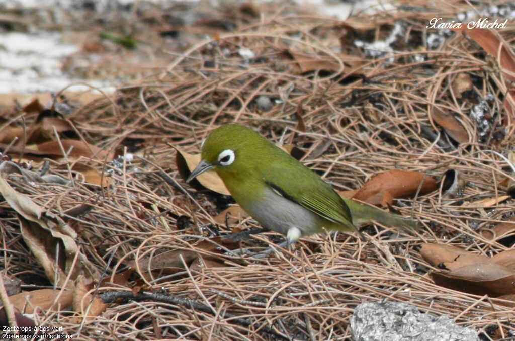 Green-backed White-eyeadult