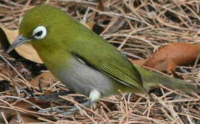 Green-backed White-eye