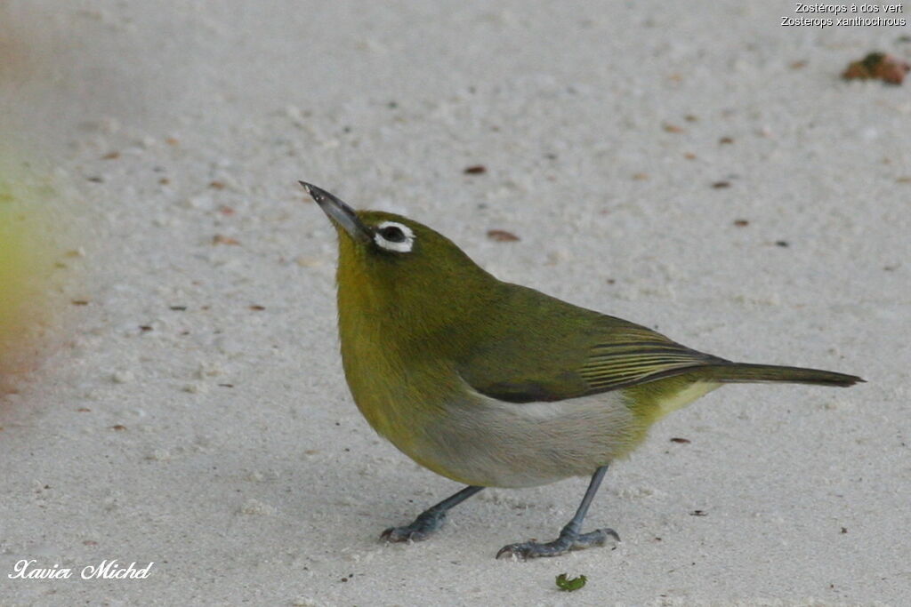 Green-backed White-eyeadult, identification