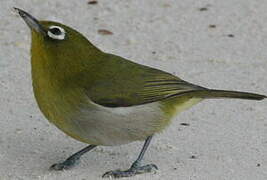 Green-backed White-eye