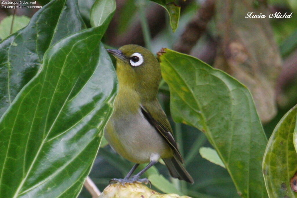 Green-backed White-eye, identification