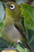 Green-backed White-eye