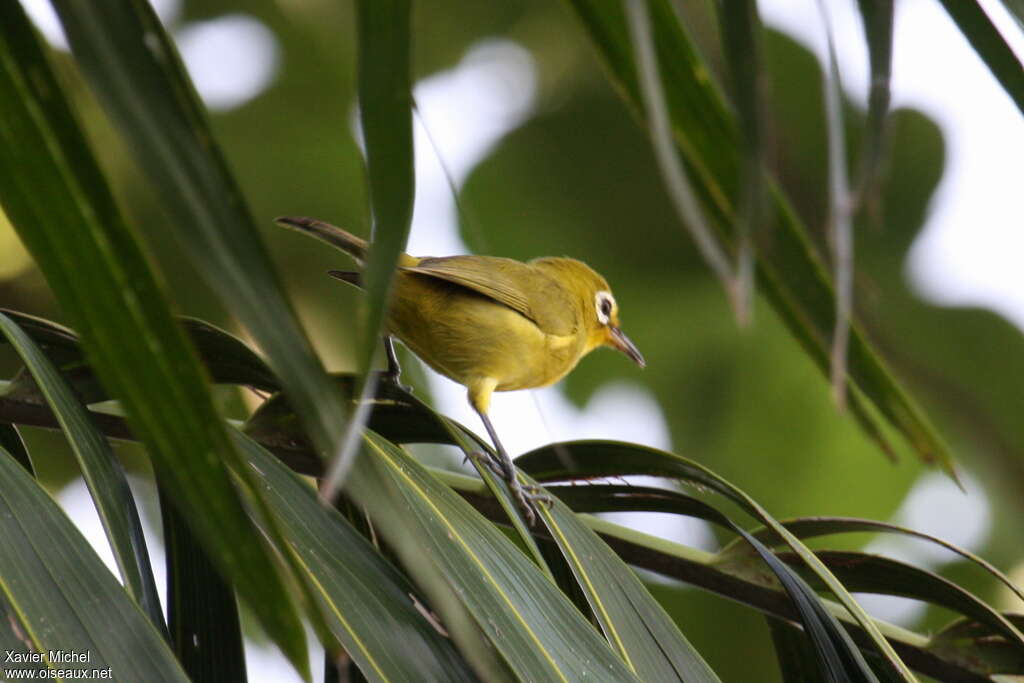 Zostérops à front jaune, identification