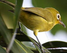 Vanuatu White-eye