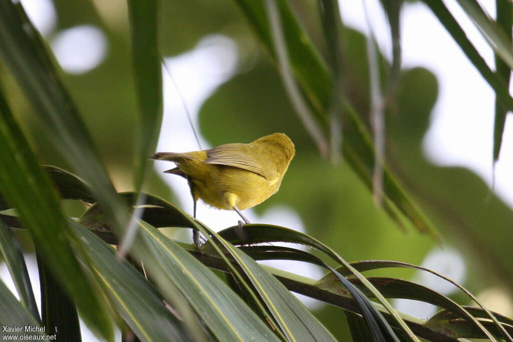 Zostérops à front jaune, identification