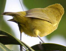 Vanuatu White-eye