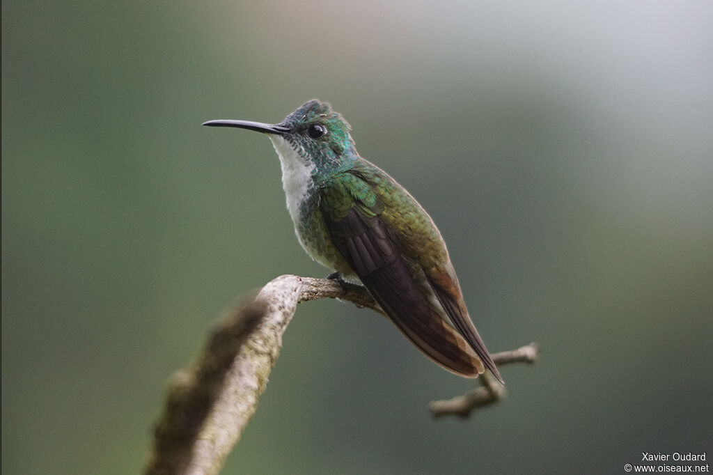 White-chested Emerald