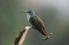 White-chested Emerald