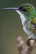 White-chested Emerald