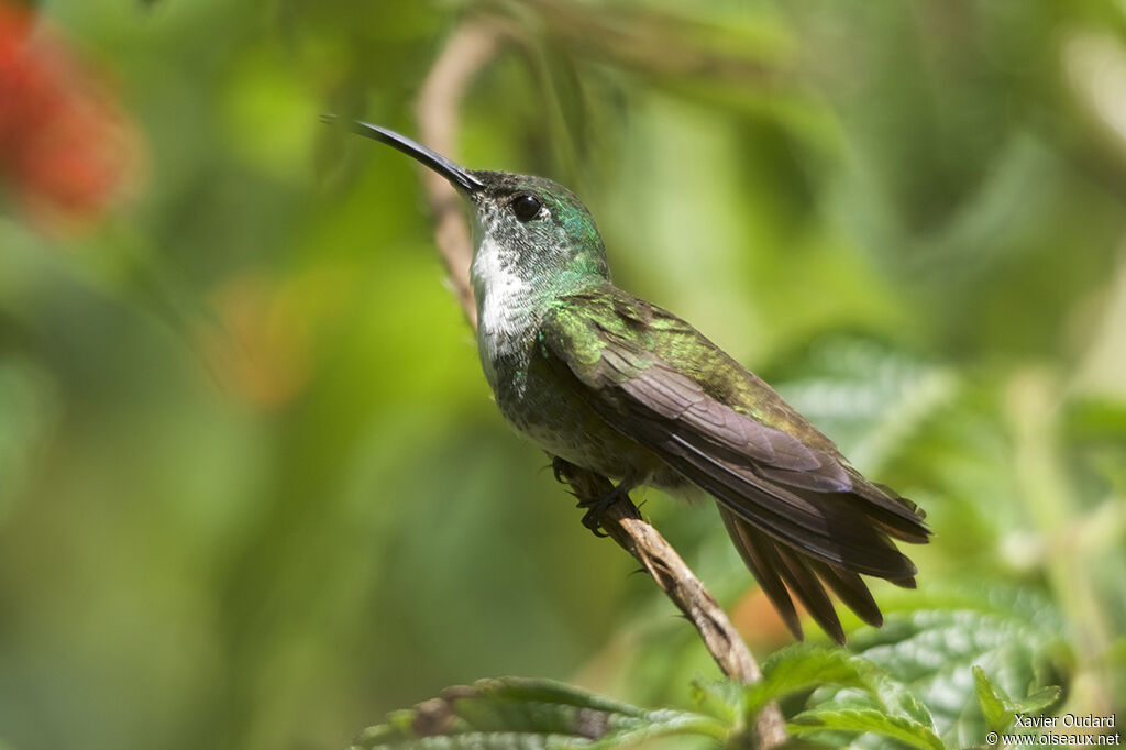 White-chested Emerald