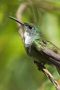 White-chested Emerald