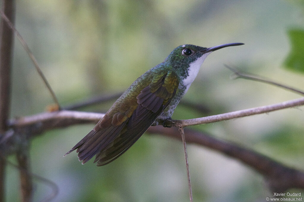 White-chested Emerald