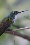 White-chested Emerald