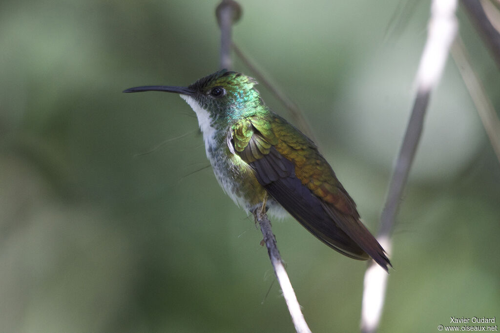 White-chested Emerald