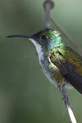 White-chested Emerald