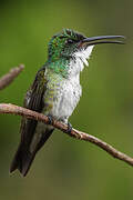 White-chested Emerald