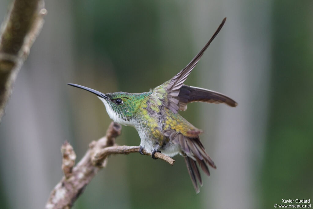 White-chested Emerald