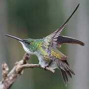 White-chested Emerald