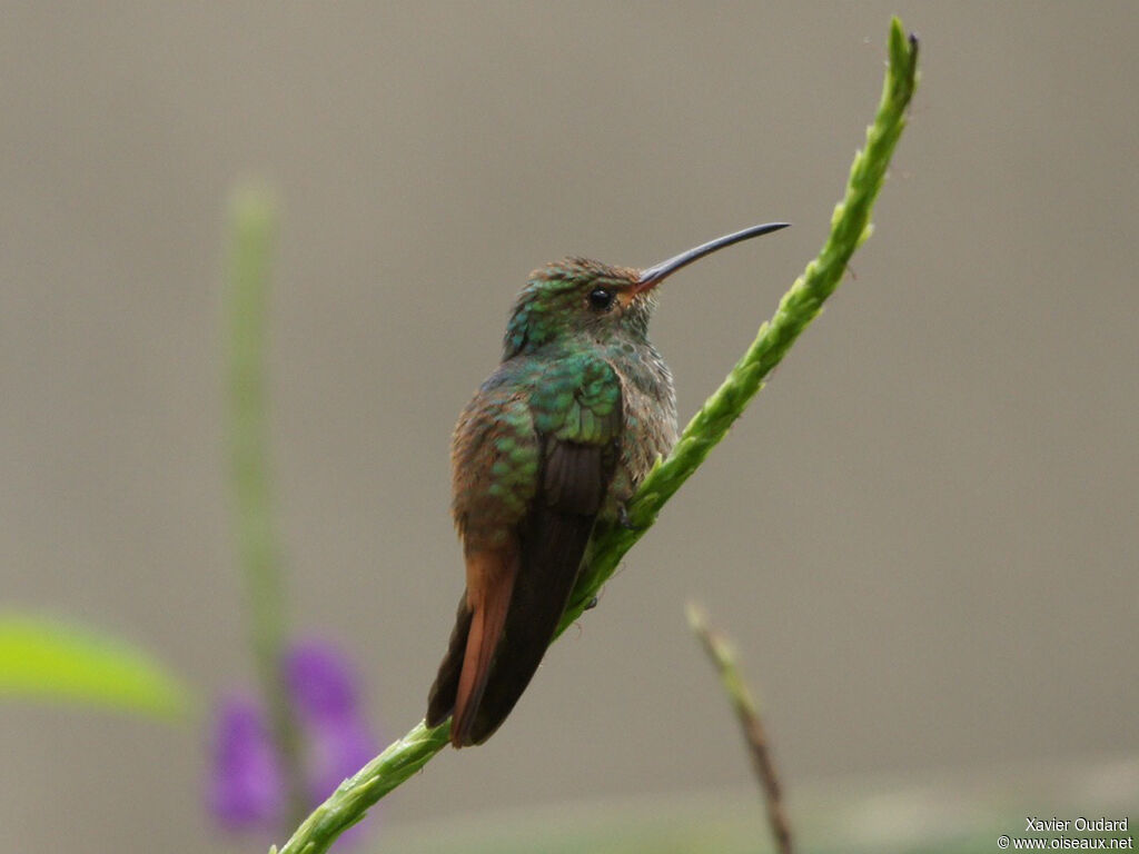 Rufous-tailed Hummingbird