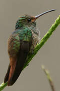 Rufous-tailed Hummingbird