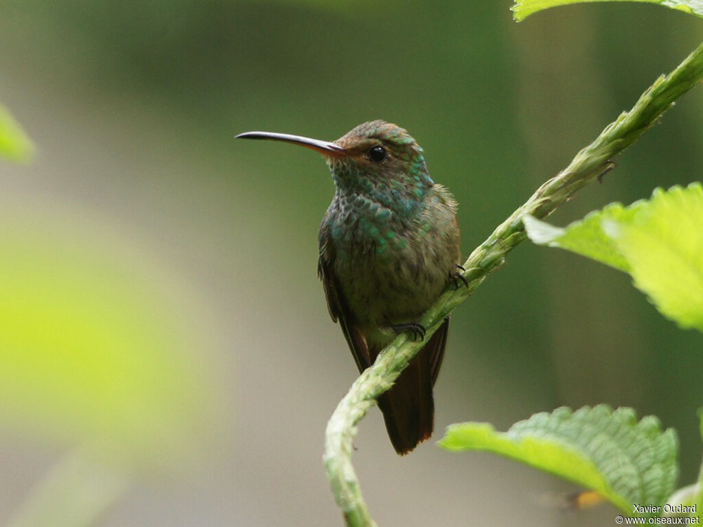 Rufous-tailed Hummingbird