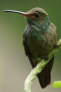 Rufous-tailed Hummingbird