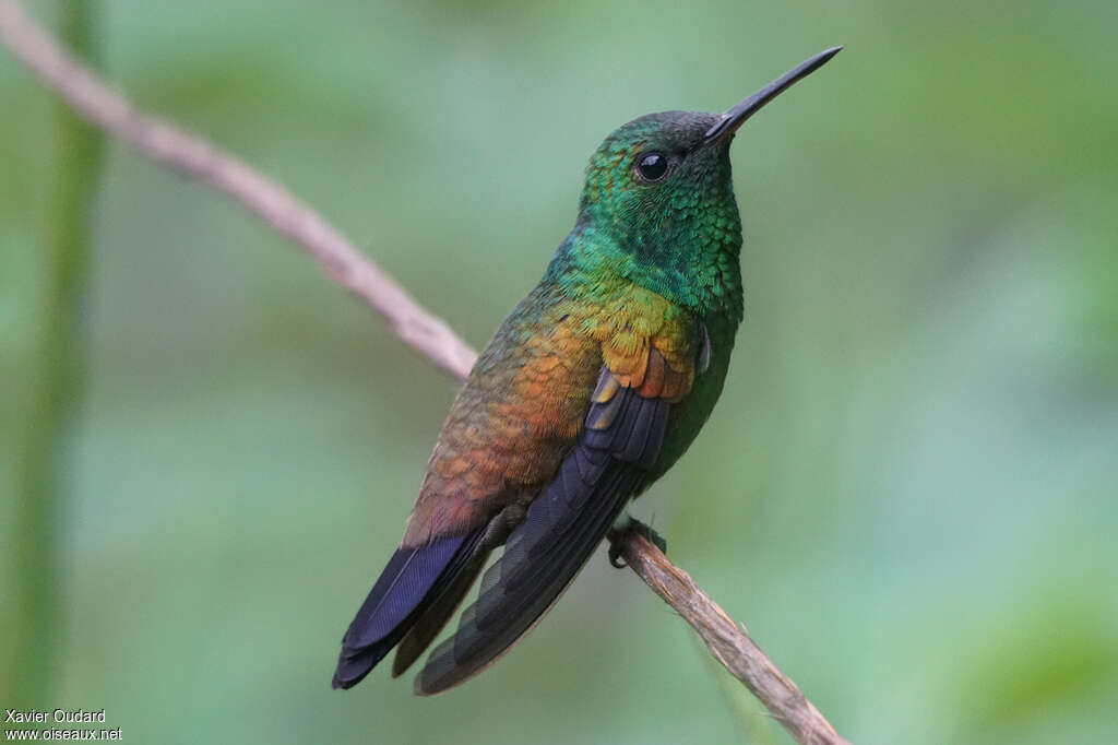 Copper-rumped Hummingbirdadult, identification