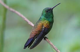 Copper-rumped Hummingbird