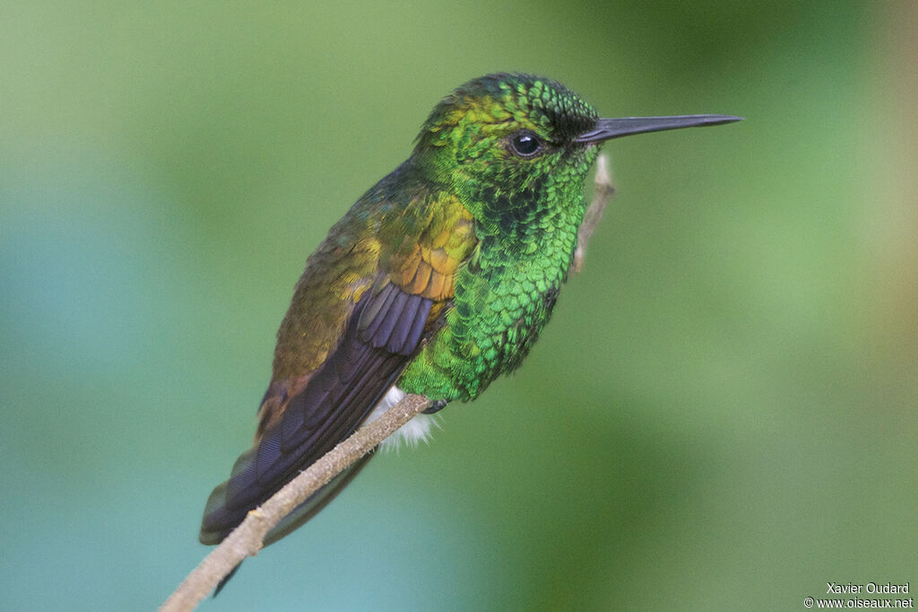 Copper-rumped Hummingbird