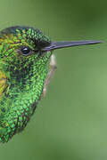 Copper-rumped Hummingbird