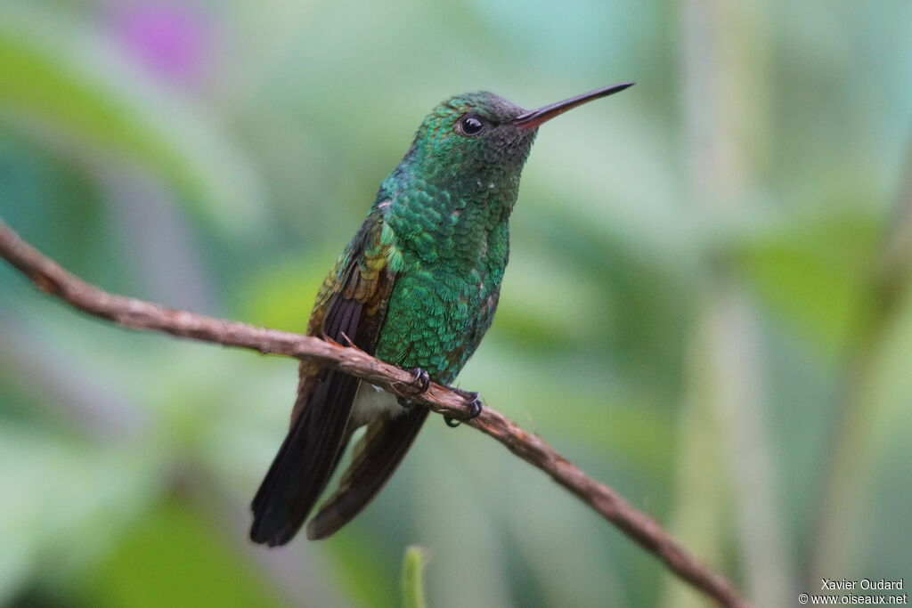 Copper-rumped Hummingbird