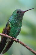 Copper-rumped Hummingbird