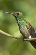 Copper-rumped Hummingbird