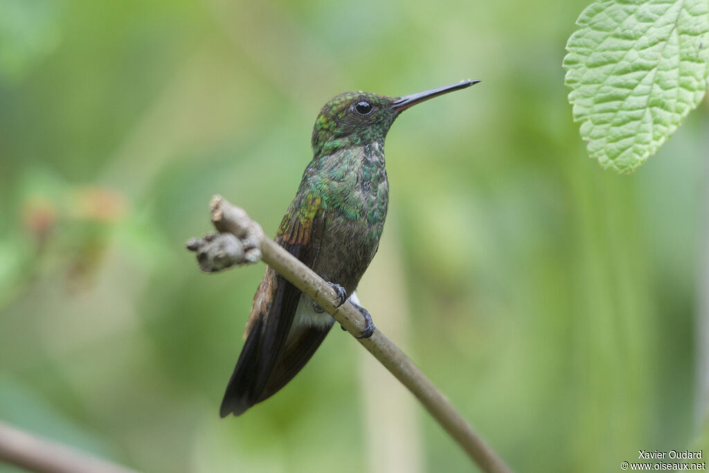 Copper-rumped Hummingbird