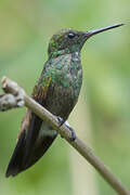 Copper-rumped Hummingbird