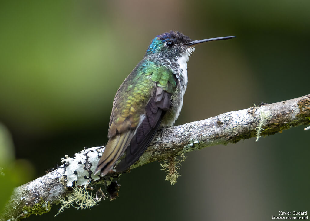 Andean Emerald