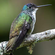 Andean Emerald