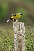 Western Yellow Wagtail