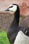 Barnacle Goose