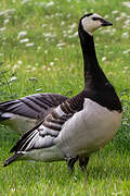 Barnacle Goose