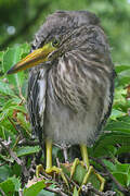 Black-crowned Night Heron