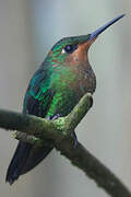 Green-crowned Brilliant