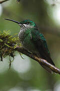 Green-crowned Brilliant